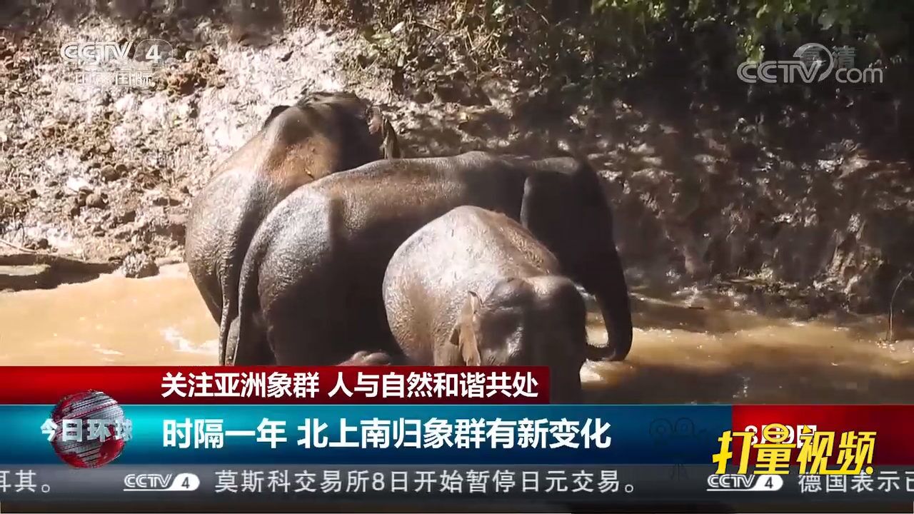 关注亚洲象群!时隔一年,北上南归象群有新变化