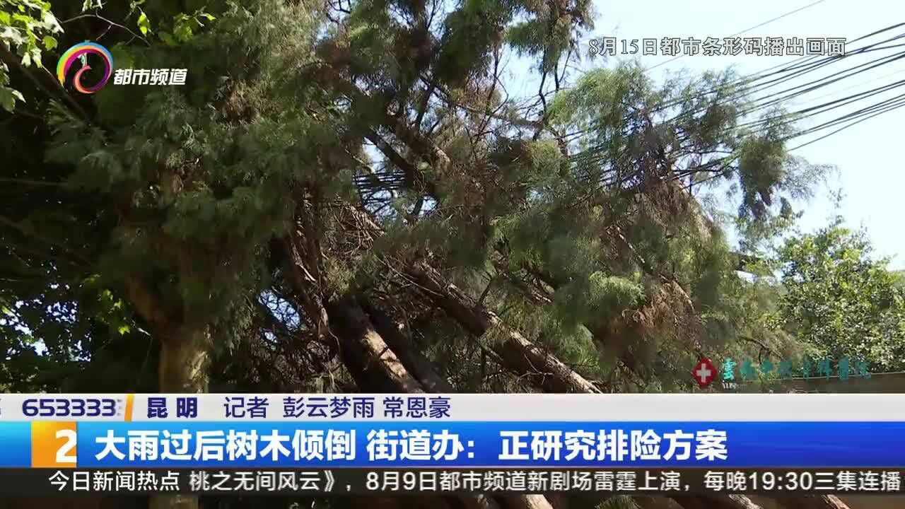 大雨过后树木倾倒 街道办:正研究排险方案