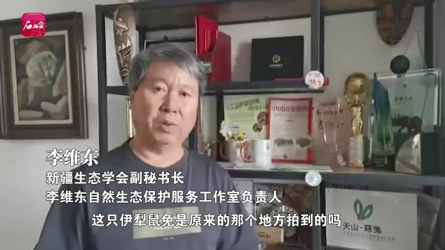 博州精河县伊犁鼠兔火上热搜!命名者李维东这样回应……