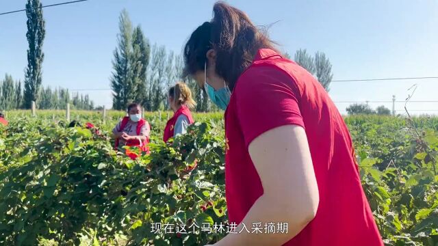 马兴瑞在兵团第八师石河子市检查指导疫情防控工作