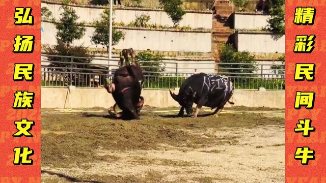 超级大碰+神扣,精彩斗牛视频,精彩民族风情文化