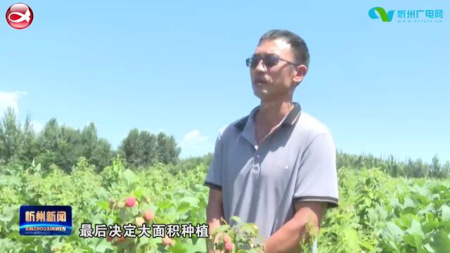 代县西高泉村:种下红树莓 结出“致富果”