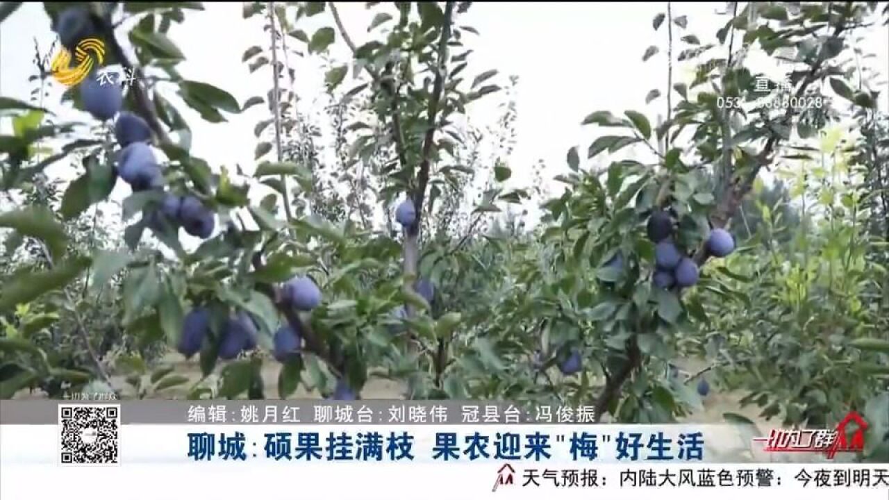 聊城西梅迎来大丰收,每亩收入超2万元,为果农带来好“钱”景