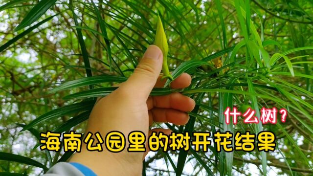 海南公园里的树开花,结果是这样,未成就掉落