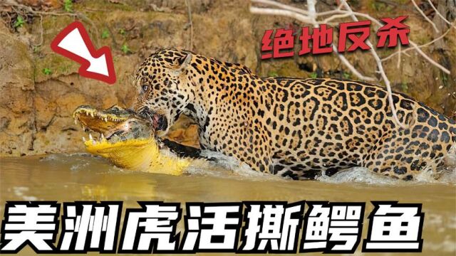 豹子猎杀“水中霸主”鳄鱼,绝地反杀鳄鱼——豹子活撕大鳄鱼现场