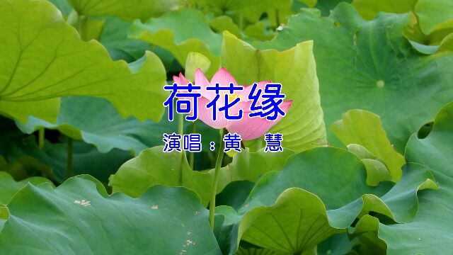 4荷花缘无水印版3原唱(2)