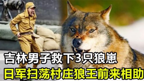 吉林男子从蛇窝救出3只狼崽，日本鬼子扫荡村庄，狼王带狼群相救