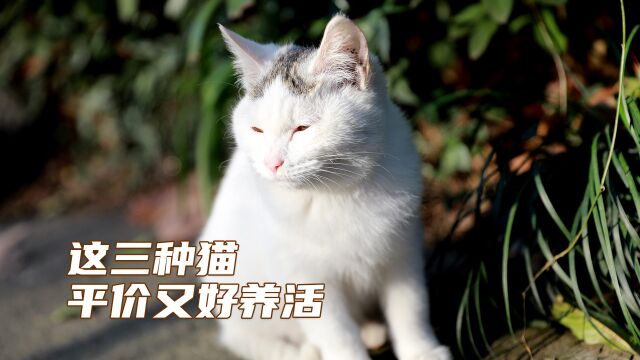 这三种猫,平价又好养