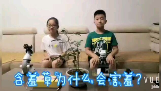 2020处暑 含羞草