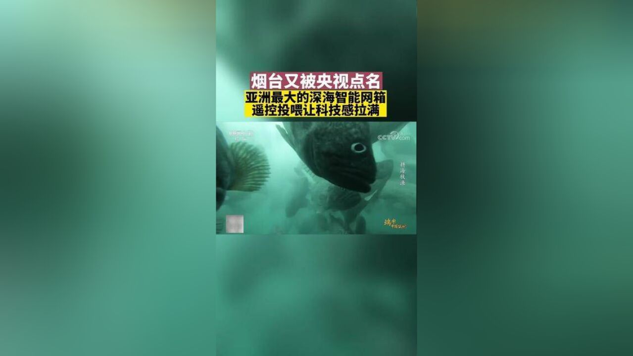 海洋牧场、智能网箱……烟台人打造“蓝色粮仓”,满满的高科技感,刷新你对渔业的认知!