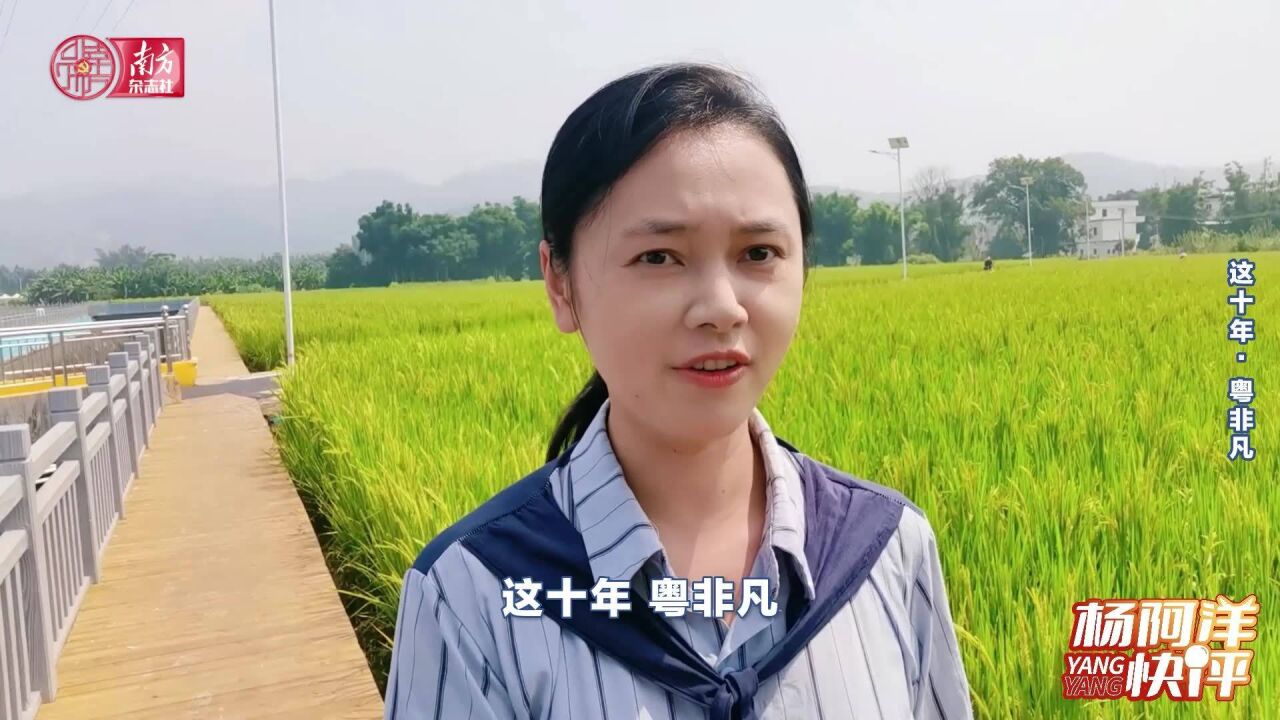 杨阿洋快评丨“丰”景里的广东