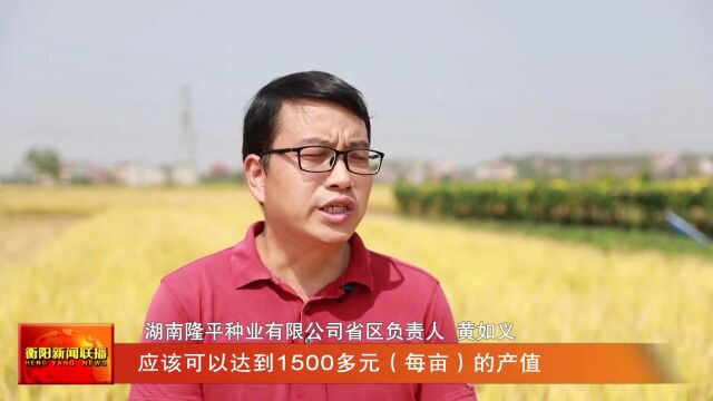 又是丰收年 衡阳县:优质稻新品种丰收测产