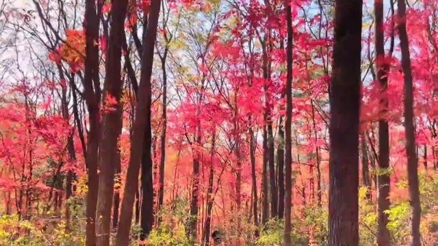 金秋十月 醉美凤凰山