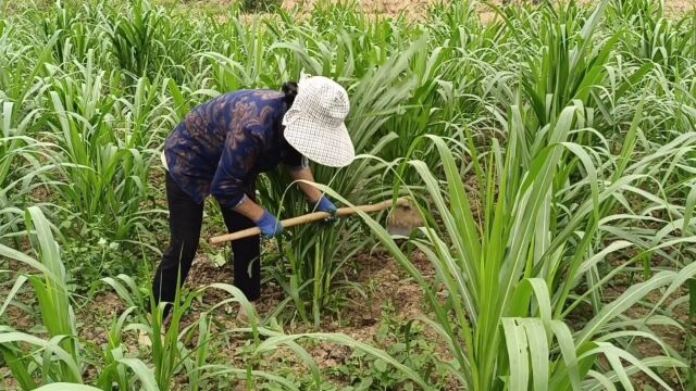 2022年9月秋季种植的高原牧草,第一茬巨菌草幼苗,这样管理就好