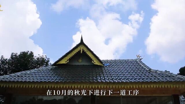 中吉号班盆茶事 | 采300年古树茶芽,留住老寨绝妙春色