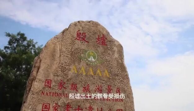 殷墟出土的髌骨受损伤,为何“跪坐”不科学,直到唐朝才取消