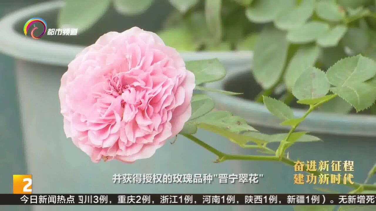 花香晋宁:为花卉育种植入“中国芯”