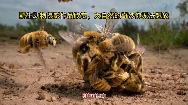 野生动物摄影作品欣赏,大自然的奇妙你无法想象