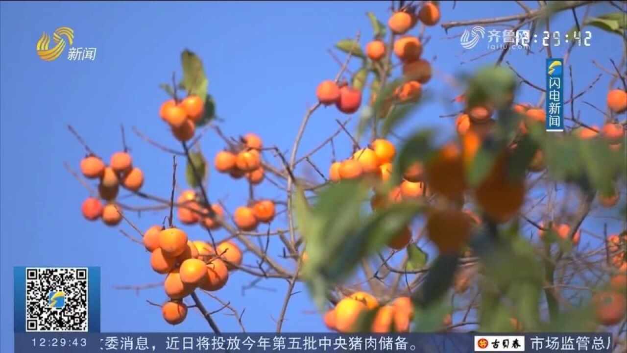 “柿柿”如意!金秋时节,这里的柿子挂满枝头,宛如一盏盏红灯笼