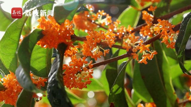 秋意浓!观雨中丹桂花开满城香 嗅四溢花香染秋色