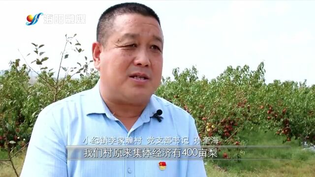 山东海阳小纪镇李家疃村:发展林果经济 打造甜蜜致富路