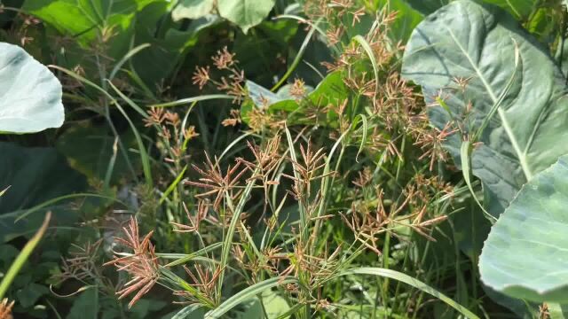 田间恶性杂草“香附子”,其用途厉害,了解的人都当宝,超值