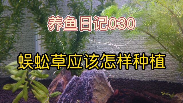 养鱼日记030:蜈蚣草到底应该怎样种植 终于找到不烂根的方法了