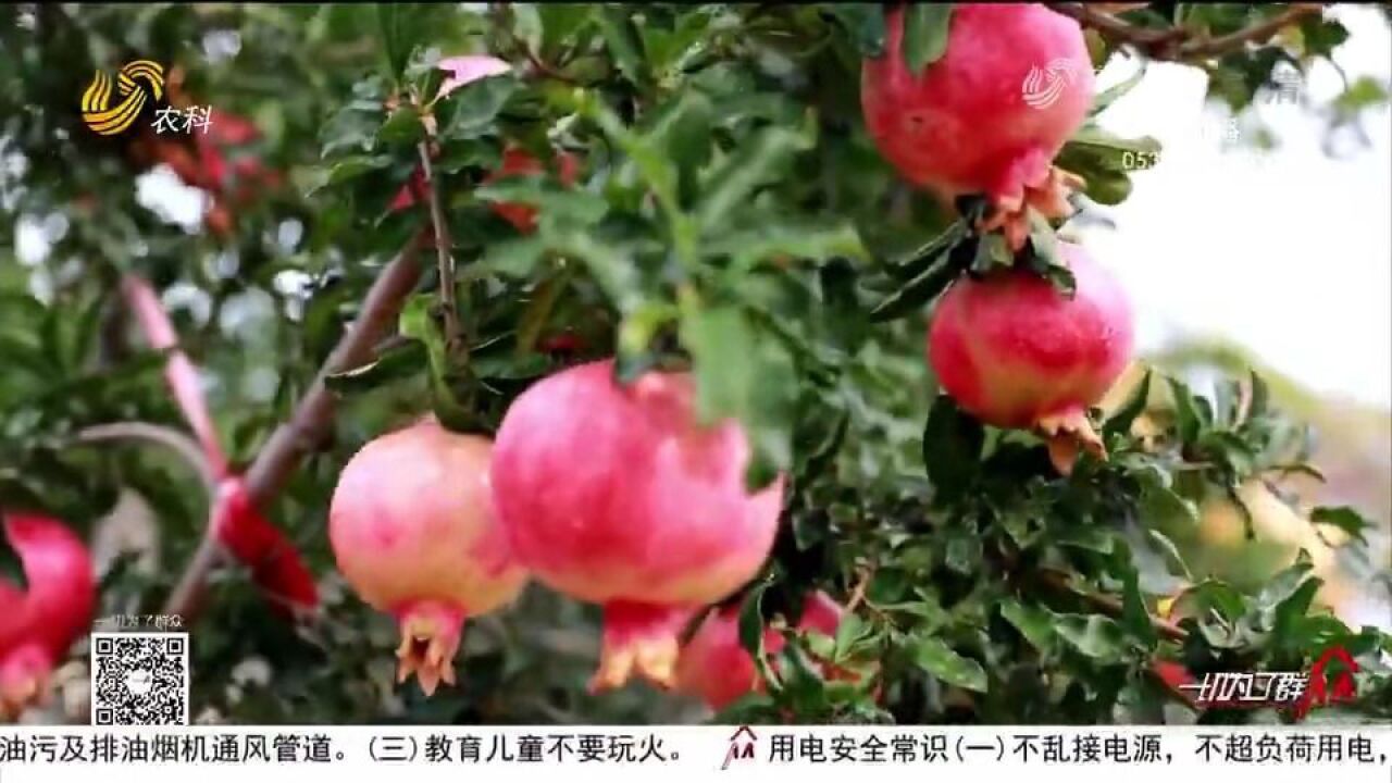 莱州“牡丹红”石榴喜获丰收,当地发展乡村田园旅游,助农增收