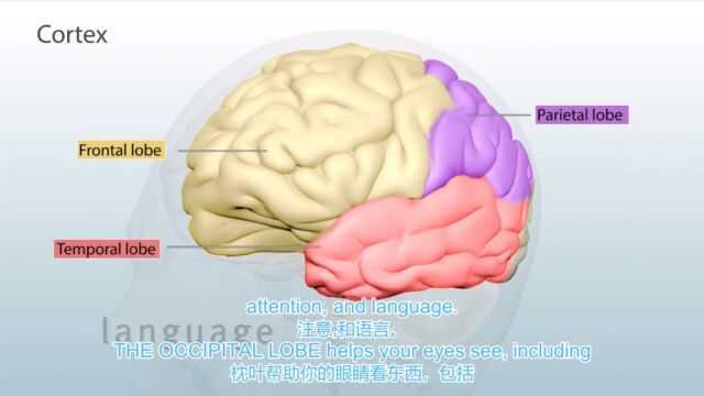 你好,青春期!——中篇:青春期大发育与科学用脑