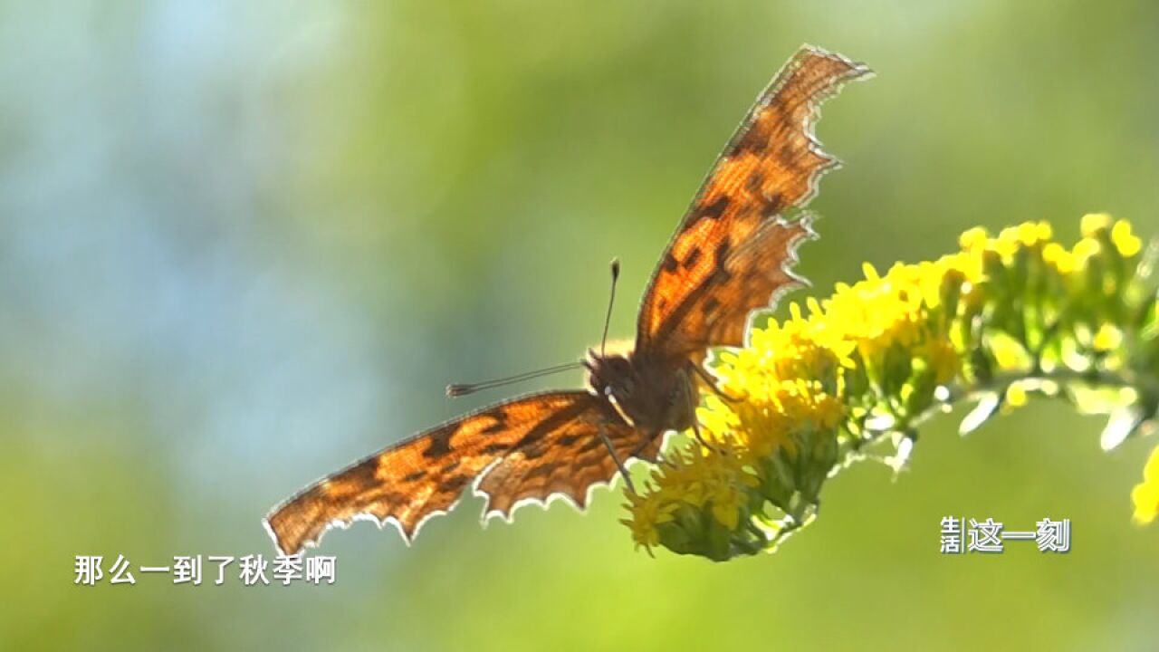 新时代 看北京 奥森打造全民健身“样板间”