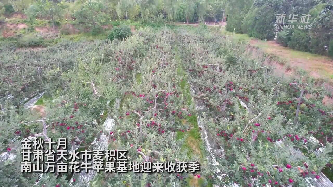 甘肃天水:万亩苹果迎丰收