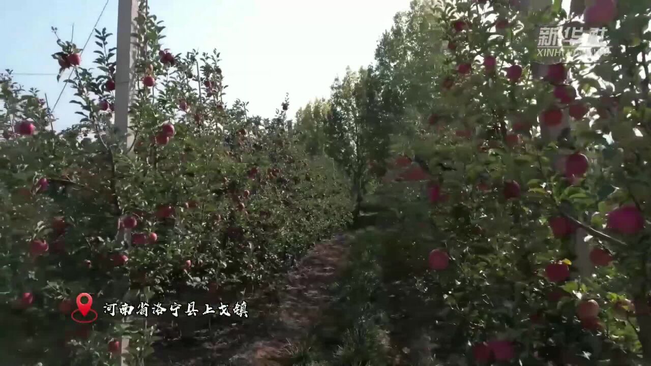 新华全媒+|河南洛宁:苹果飘香 助农增收