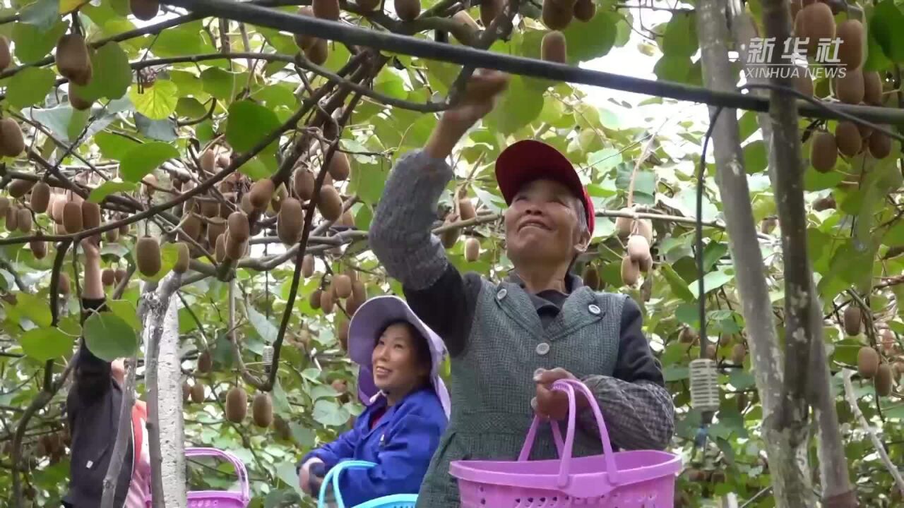 四川古蔺:轨道进果园 机械助采收