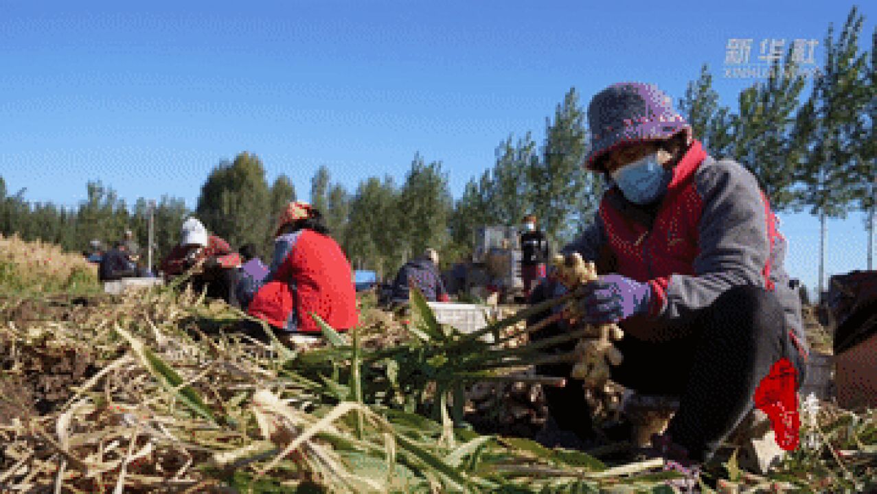 千城百县看中国|河北:生姜喜丰收 百姓收姜忙