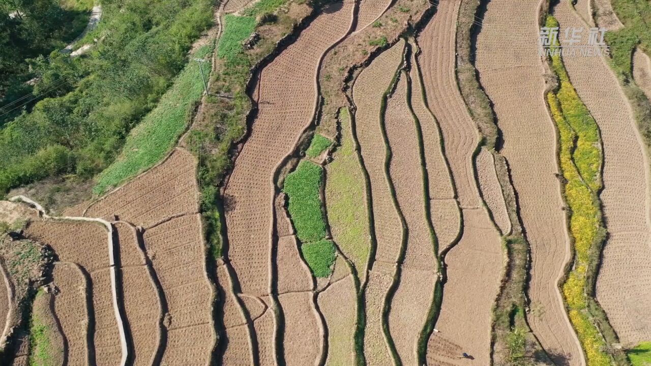 贵州习水:稻油轮作 冬闲田变增收田