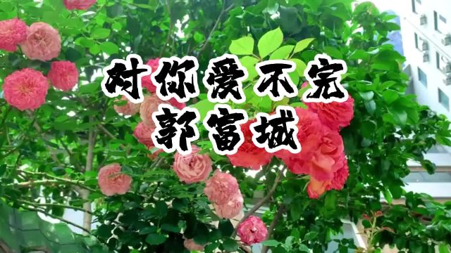 《对你爱不完》郭富城经典歌曲