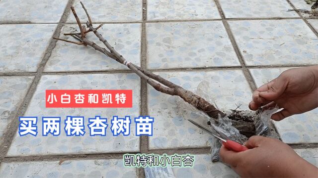 网购两棵杏树苗,查资料对比,最红买了一棵凯特和一棵小白杏