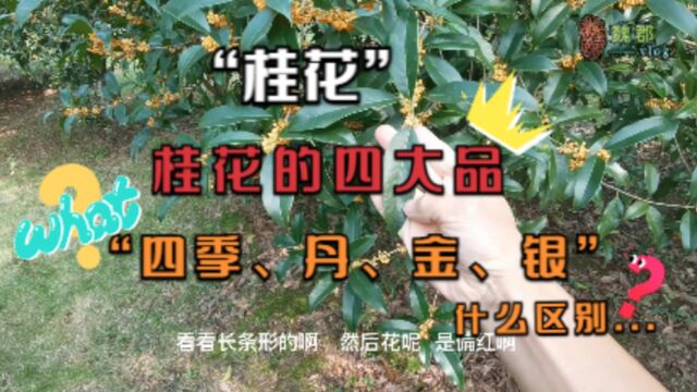 魏郡《小知识日志》“桂花”,桂花的四大品“四季、丹、金、银”