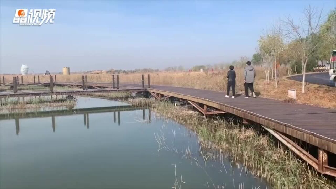 晶报带你看山东|走进潍坊最大天然湿地巨淀湖