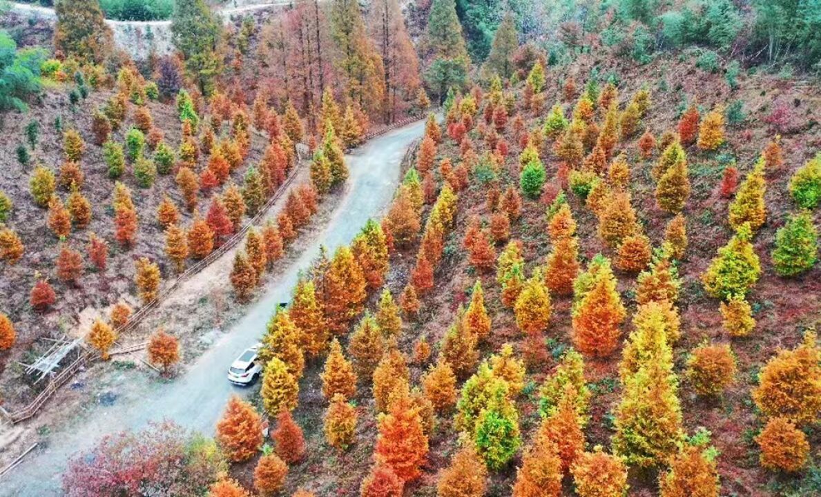 迎旅发 游怀化 | 鹤城:古坡林场 百亩水杉正当红