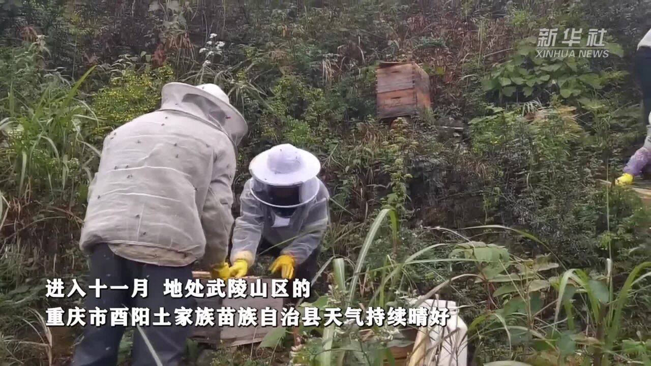 重庆酉阳:又到蜜甜时