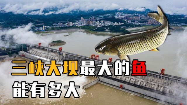 蓄水了20年的三峡大坝,堪称鱼类天堂,现在里面最大的鱼有多大?