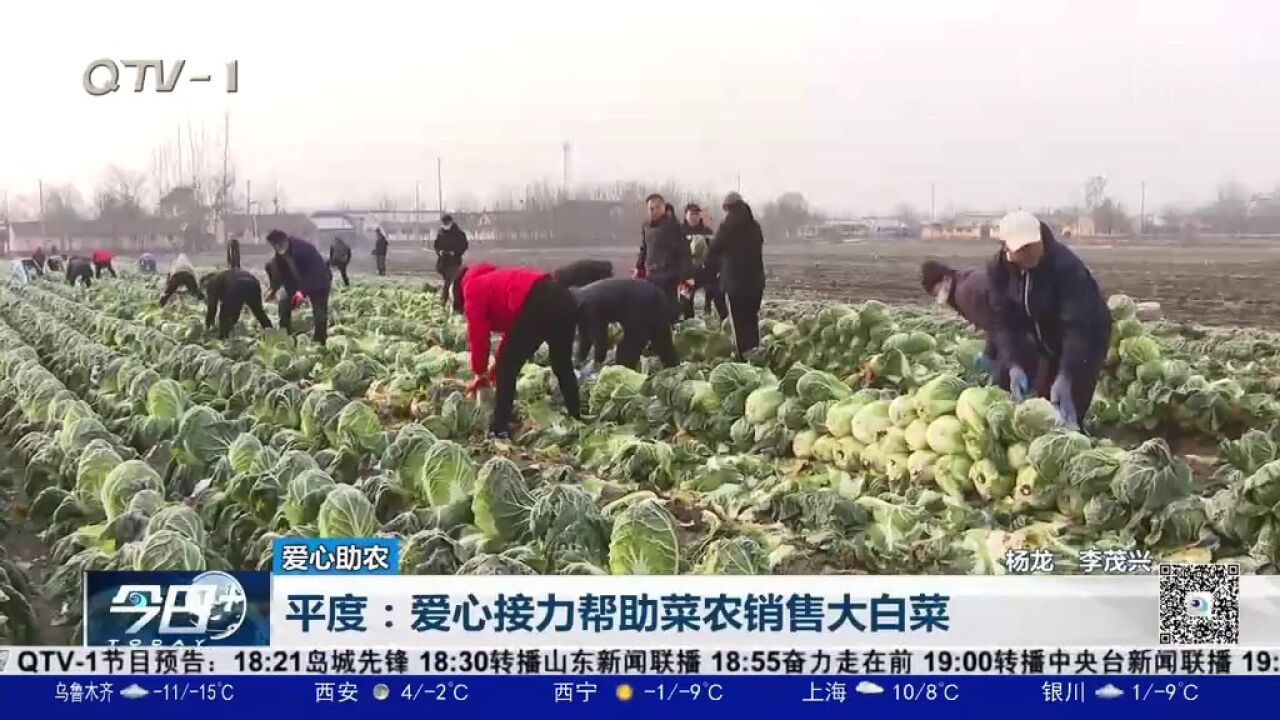 天冷心不冷!爱心人士伸出援手,帮助平度菜农销售大白菜