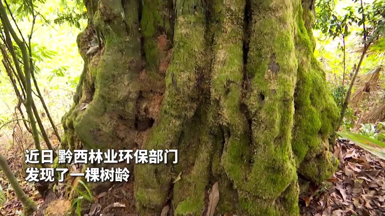 动静视频丨树龄超1300年!毕节发现“国保级”千年古树名木乌柿树