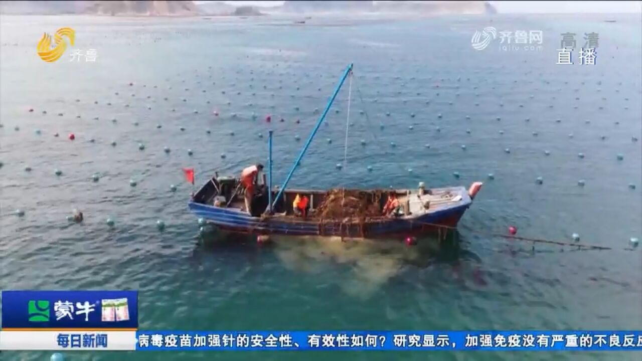 海洋蓝碳变真金白银!全国首笔“海草床海藻场碳汇贷”落地长岛