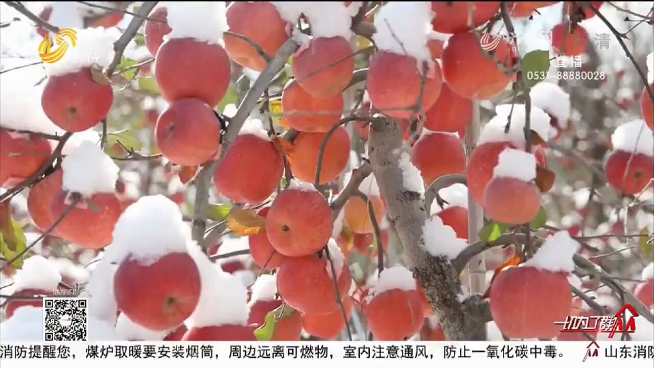 红彤彤!烟台栖霞“雪苹果”喜获丰收,“映红”农民致富路