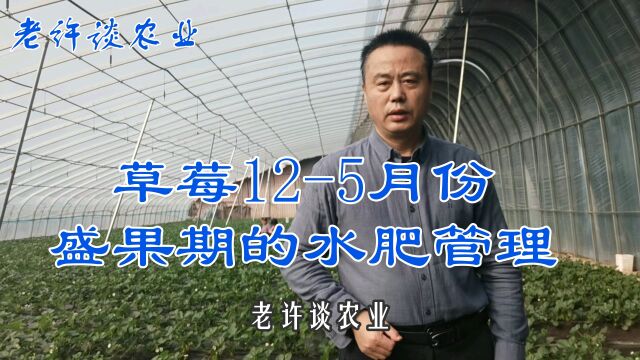 老许谈农业:分享草莓盛果期水肥如何管理?