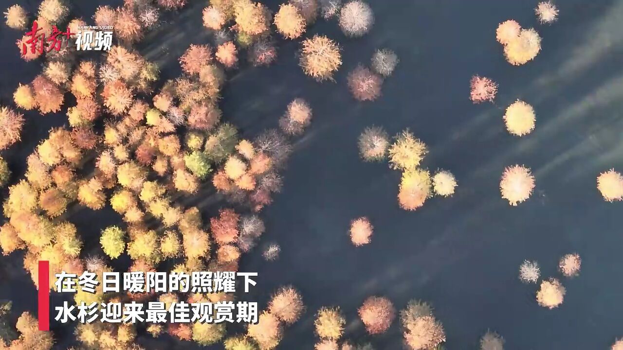 航拍中山五桂山水杉,红黄交织、色彩亮丽丨南方拍客看广东