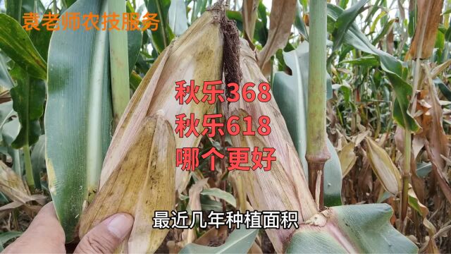 秋乐368和秋乐618,这两个玉米品种,哪个品种更好