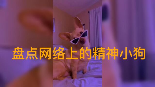 盘点网络上的精神小狗